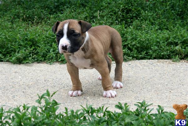 American Staffordshire Terrier