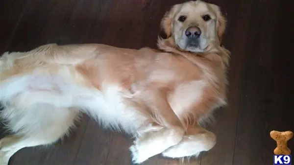 Golden Retriever stud dog