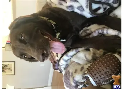 Chesapeake Bay Retriever