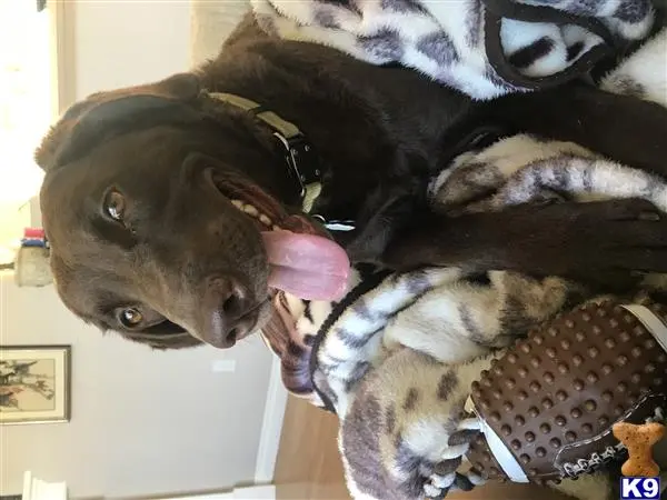 Chesapeake Bay Retriever