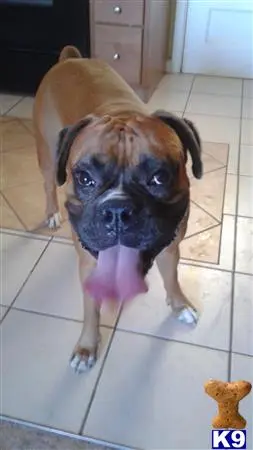 Boxer stud dog