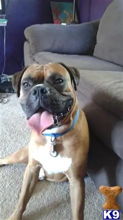 Boxer stud dog