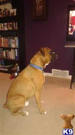 Boxer stud dog