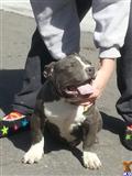 american pit bull puppy posted by worldwidebullys
