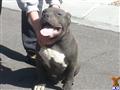 american pit bull puppy posted by worldwidebullys