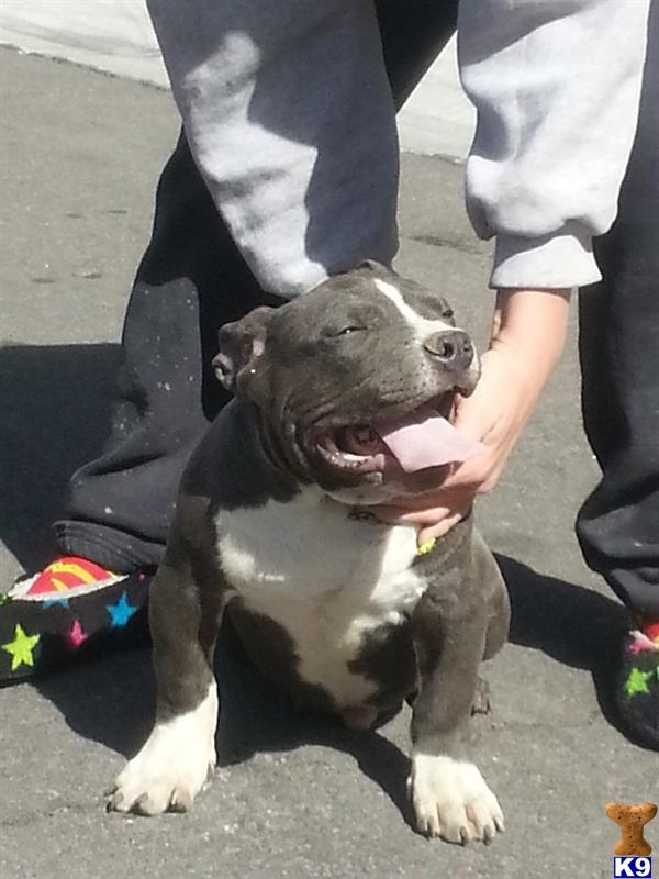 american pit bull puppy posted by worldwidebullys