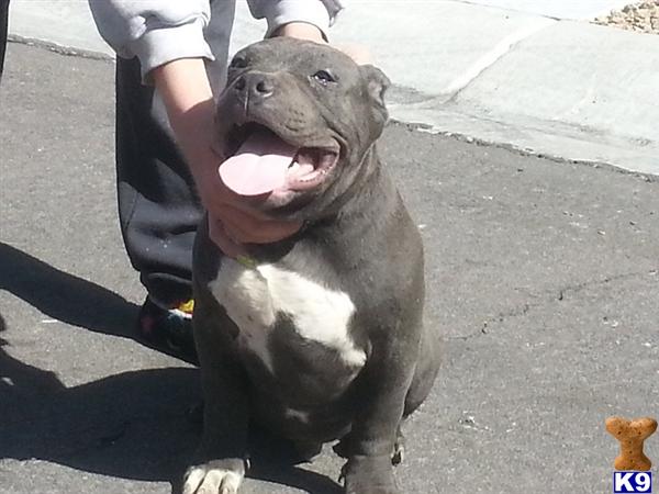american pit bull puppy posted by worldwidebullys
