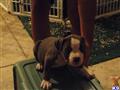 american pit bull puppy posted by worlian
