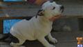 american pit bull puppy posted by worlian