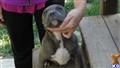 american pit bull puppy posted by worlian