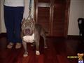 american pit bull puppy posted by worlian