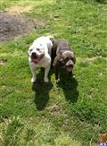 american pit bull puppy posted by worlian
