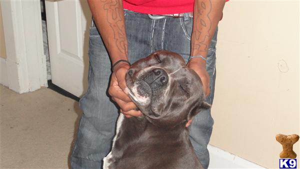 american pit bull puppy posted by worlian
