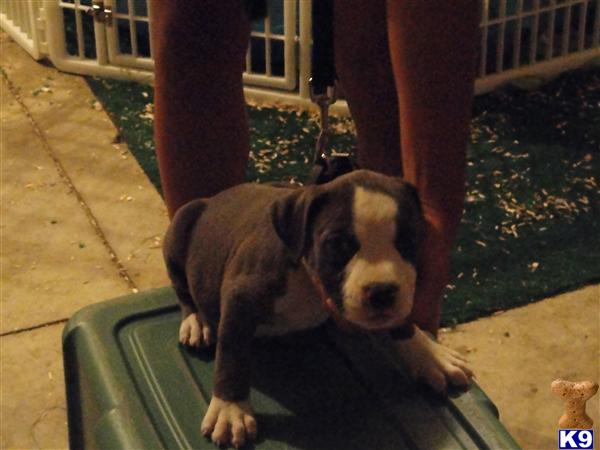 american pit bull puppy posted by worlian