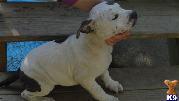 american pit bull puppy posted by worlian