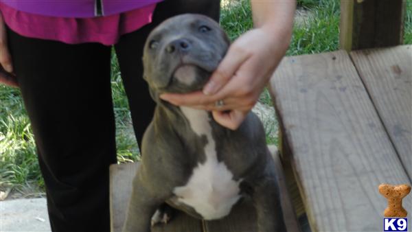 american pit bull puppy posted by worlian