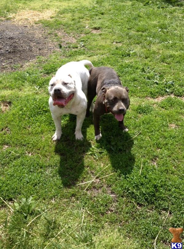 american pit bull puppy posted by worlian