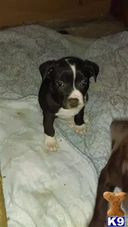 American Pit Bull puppy for sale