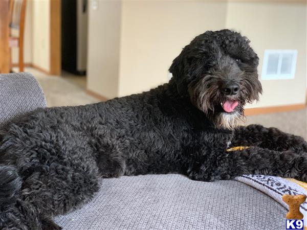 a goldendoodles dog lying on a couch