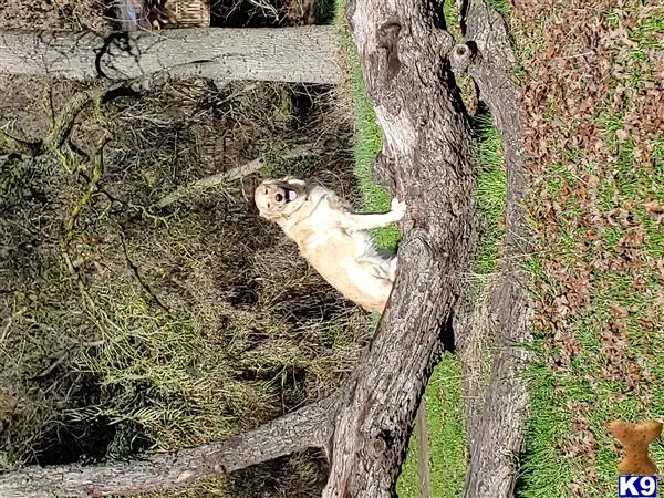 Golden Retriever female dog