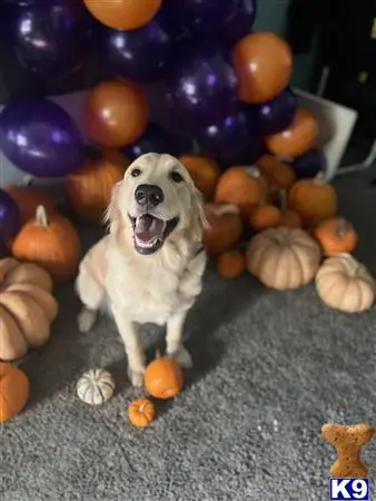 Golden Retriever female dog