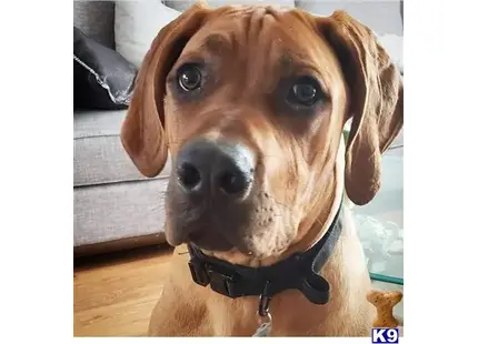 Rhodesian Ridgeback stud dog: a rhodesian ridgeback dog looking at the camera