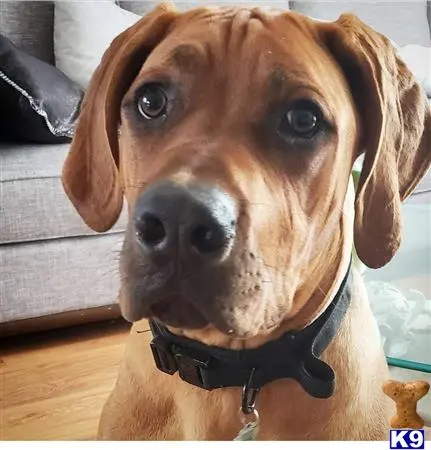 Rhodesian Ridgeback stud dog: a rhodesian ridgeback dog looking at the camera