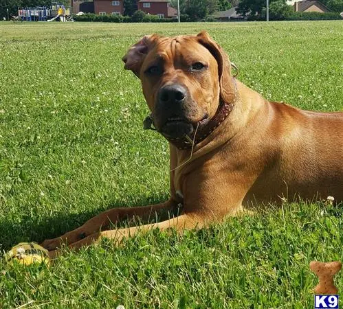 Rhodesian Ridgeback stud dog: a rhodesian ridgeback dog lying in the grass