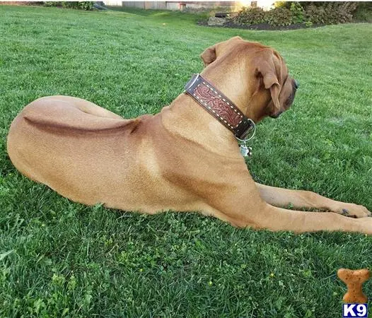 Rhodesian Ridgeback stud dog: a rhodesian ridgeback dog lying on grass