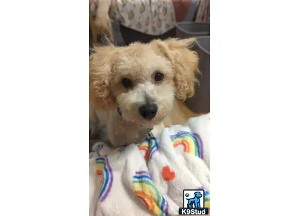 a maltipoo dog lying on a bed