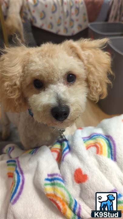 a maltipoo dog lying on a bed