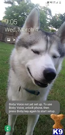 Siberian Husky stud dog