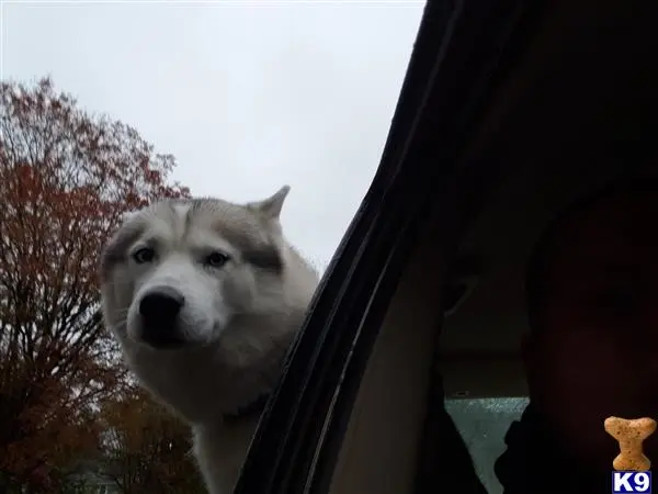 Siberian Husky stud dog