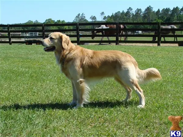 Golden Retriever stud dog