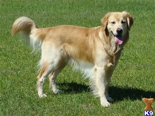 Golden Retriever stud dog