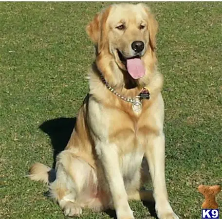 Golden Retriever stud dog