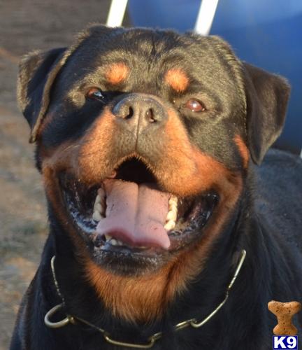 Rottweiler stud dog