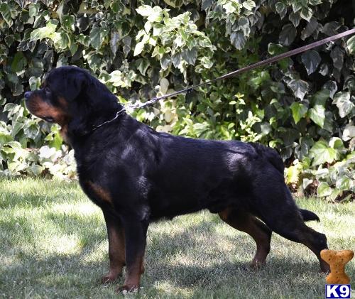 Rottweiler stud dog