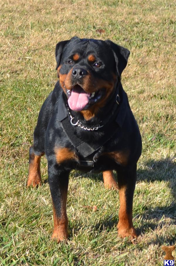 Rottweiler stud dog