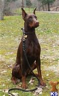 Leonidas Mulan Labe available Doberman Pinscher puppy located in SOUTH CHARLESTON