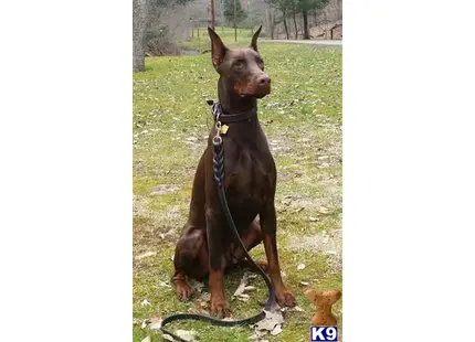 Doberman Pinscher