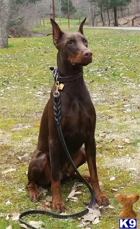 Doberman Pinscher