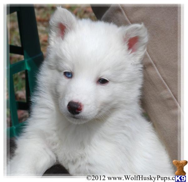 Pure wolf puppies for sale in arizona
