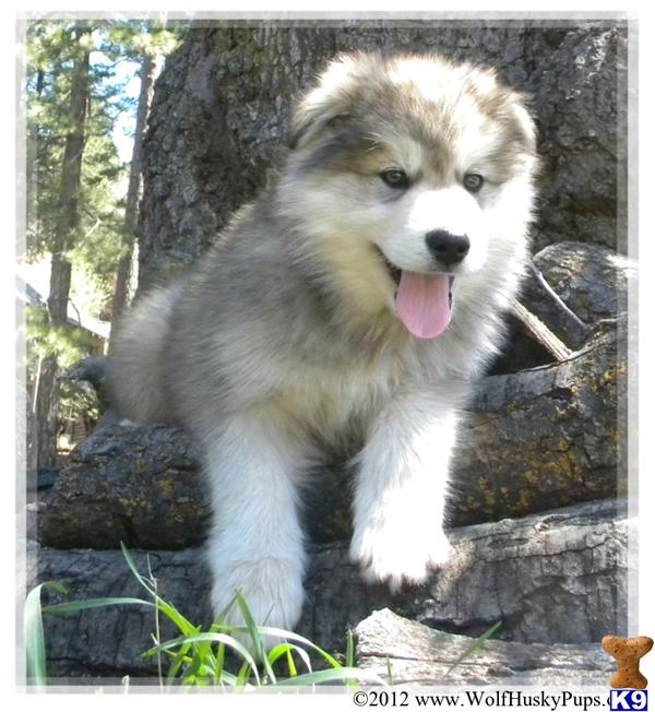 Long Haired Husky Puppies Goldenacresdogs Com
