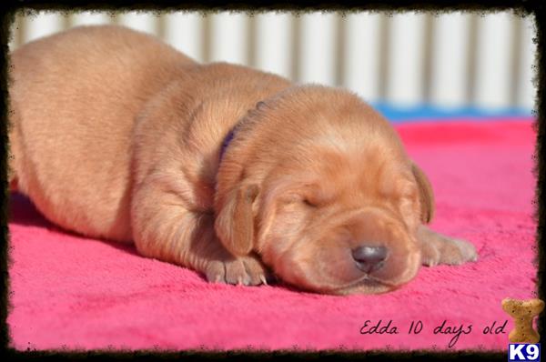 labrador retriever puppy posted by www.horizonlabradors.com