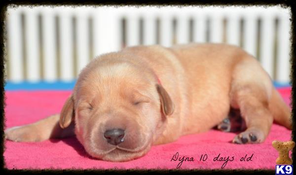 labrador retriever puppy posted by www.horizonlabradors.com