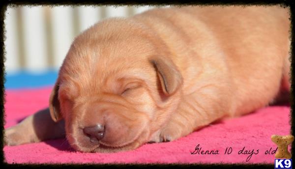 labrador retriever puppy posted by www.horizonlabradors.com