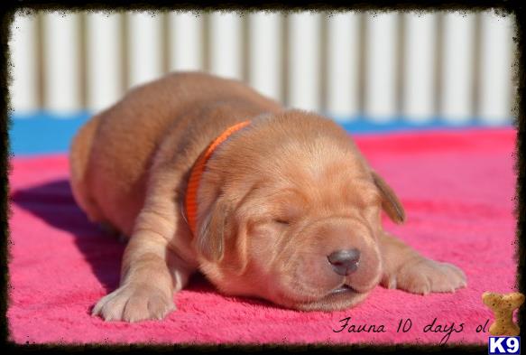 labrador retriever puppy posted by www.horizonlabradors.com
