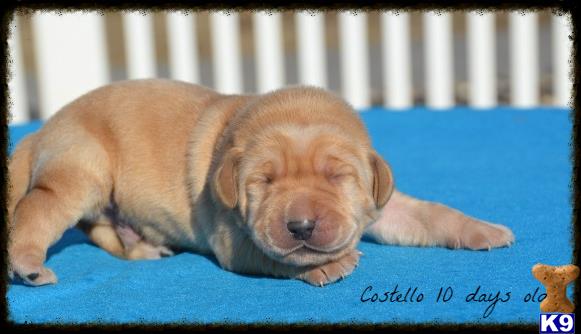 labrador retriever puppy posted by www.horizonlabradors.com