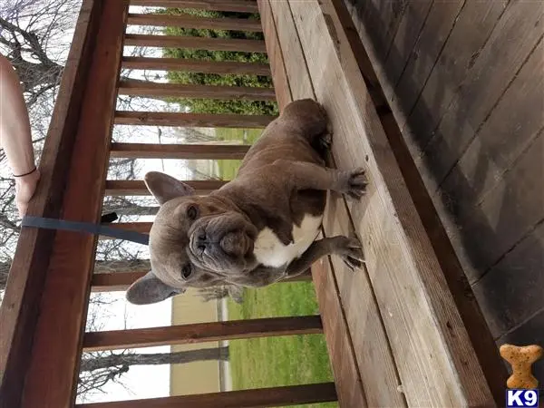 French Bulldog stud dog: a couple of kangaroos in a wooden enclosure